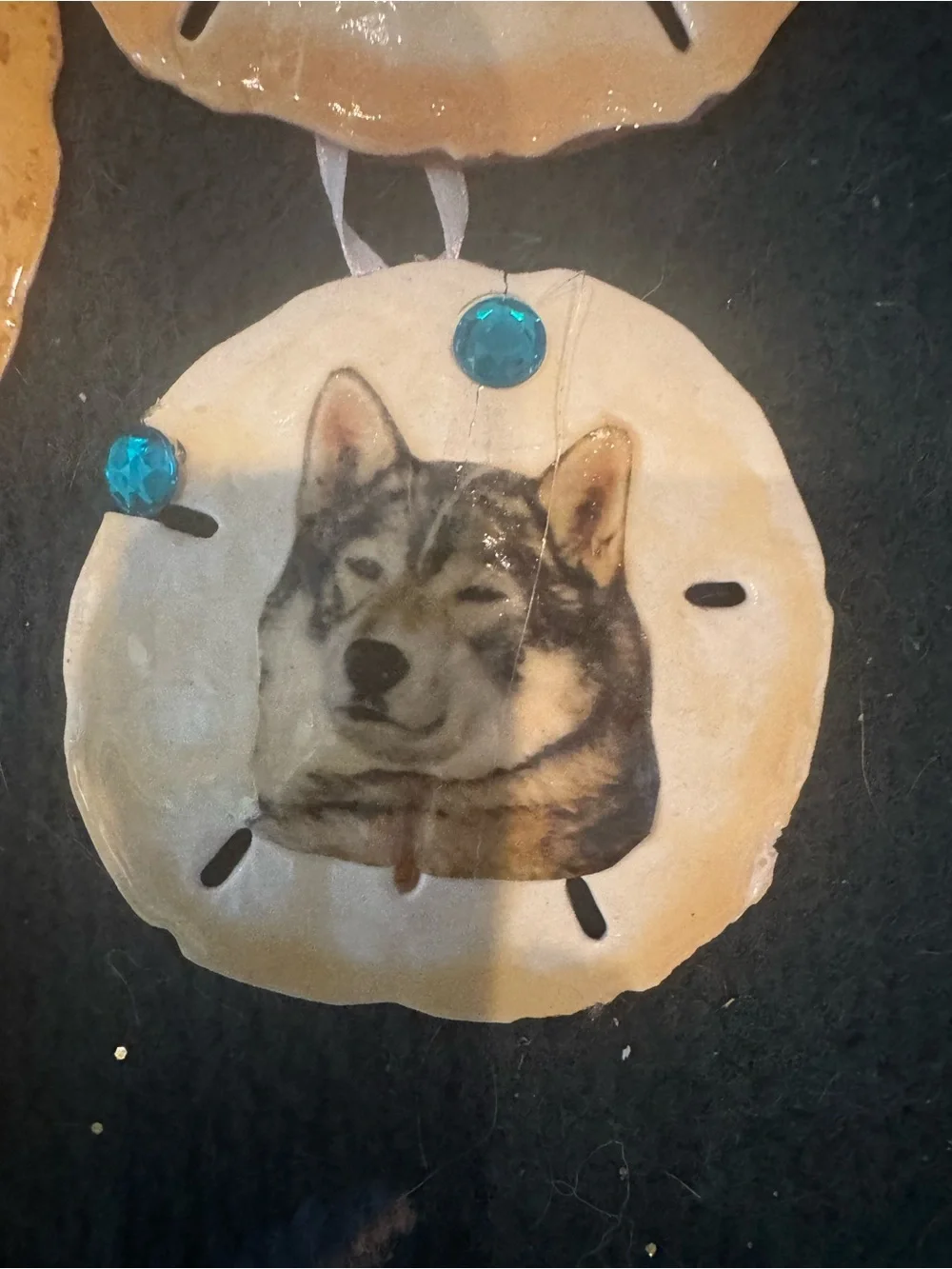 Handmade Husky Dog real sand dollars Ornament Set - Tan and Cream